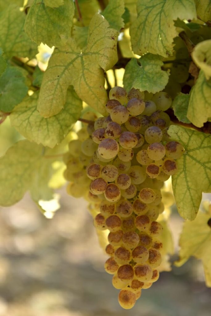 Uvas brancas
