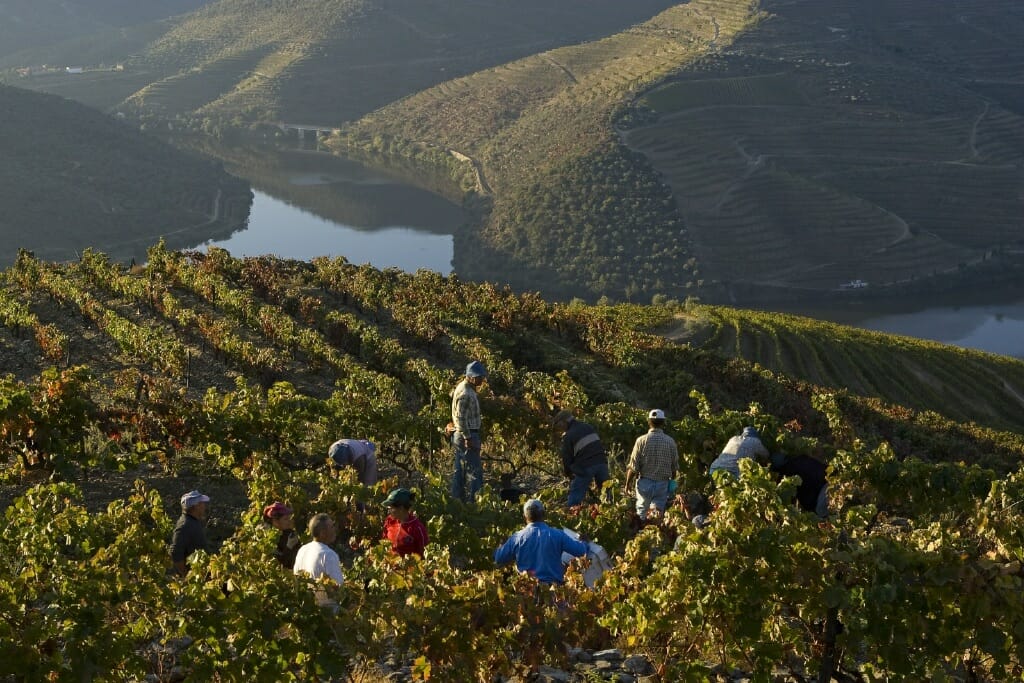 Produção de vinho no Douro em 2017