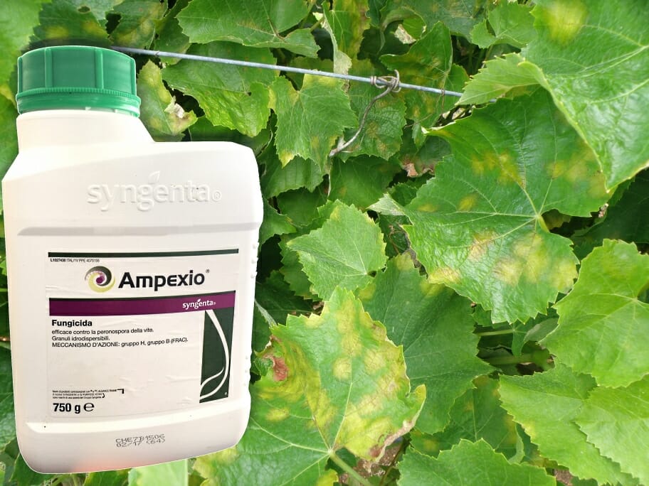 Syngenta, Ampexio, míldio