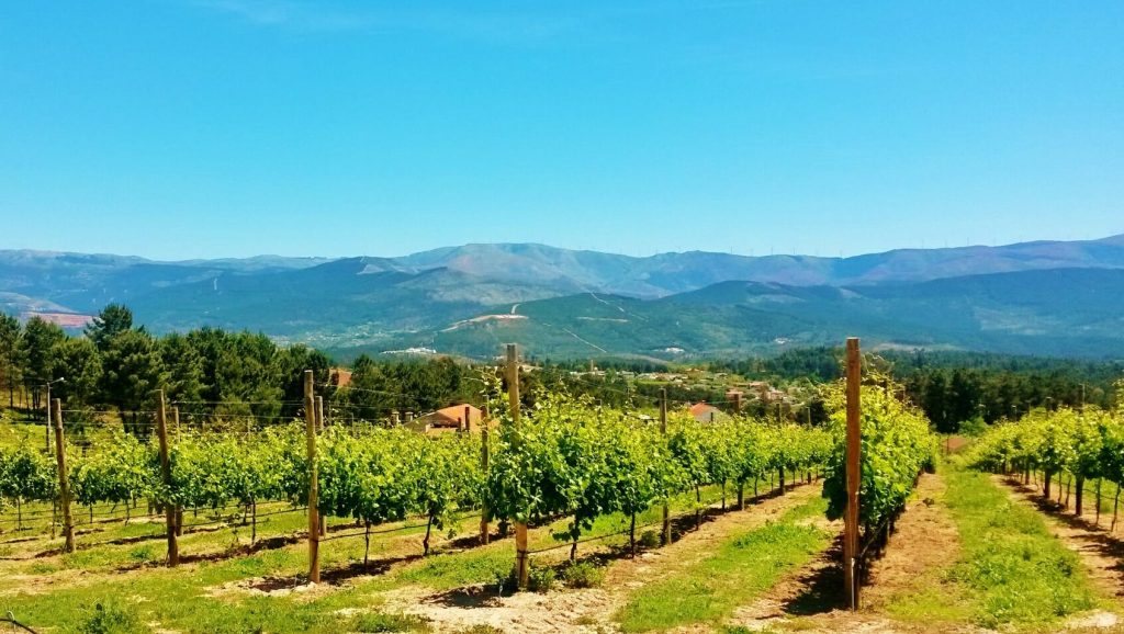 Vinhos verdes seguro colheitas