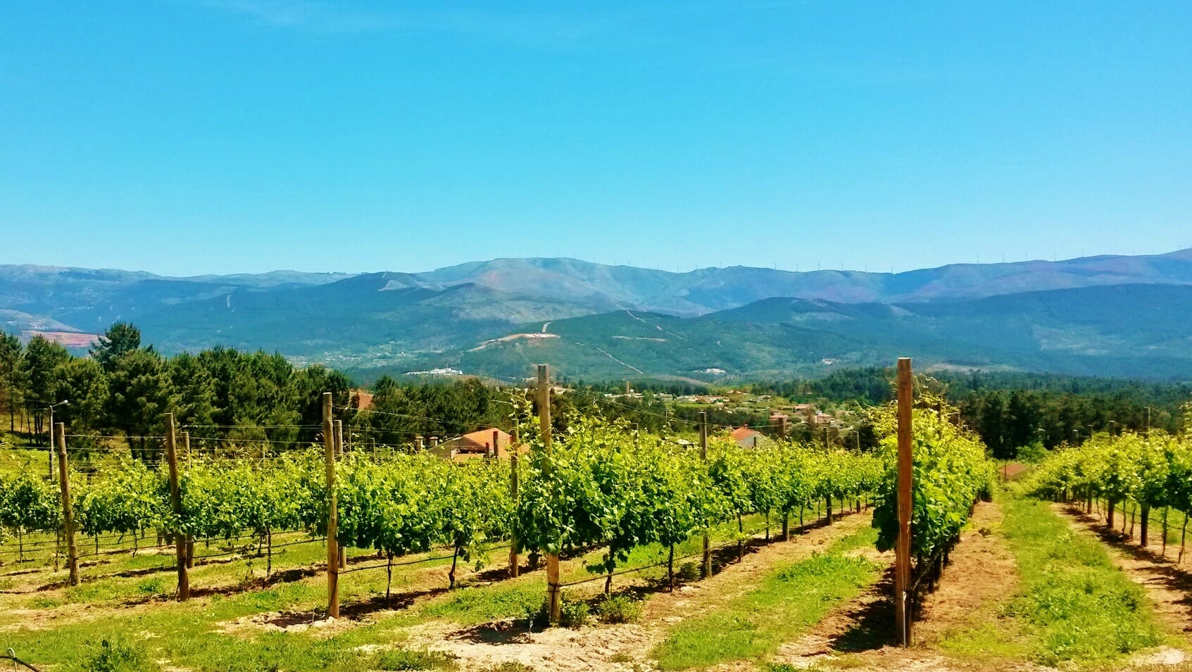 Vinhos verdes seguro colheitas