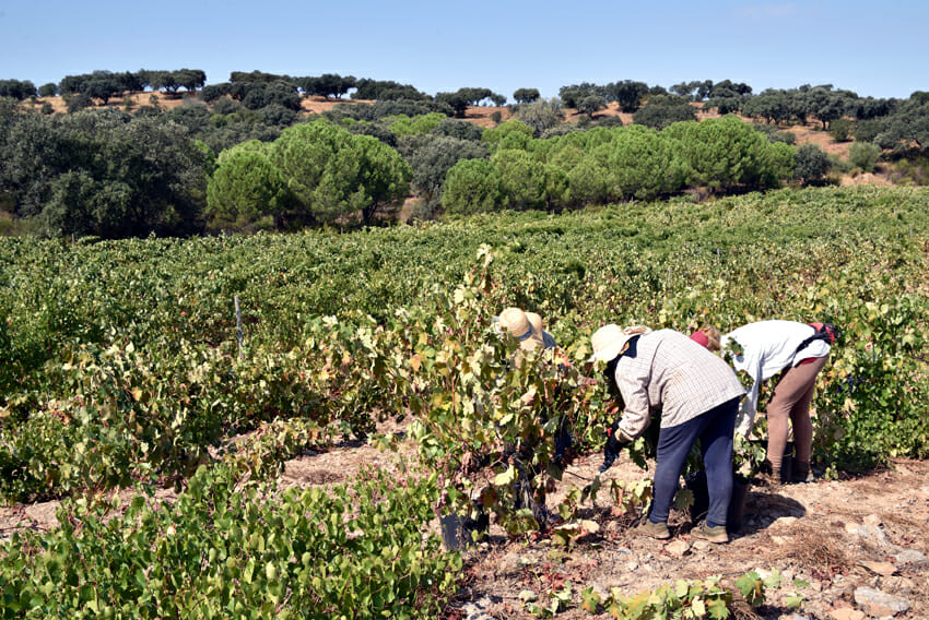 Vindima no Alentejo