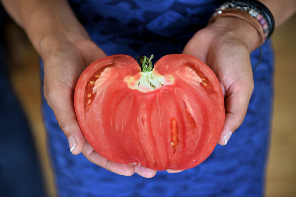 concurso Tomate Coração de Boi do Douro