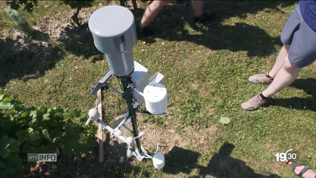 máquina para detectar doenças na vinha