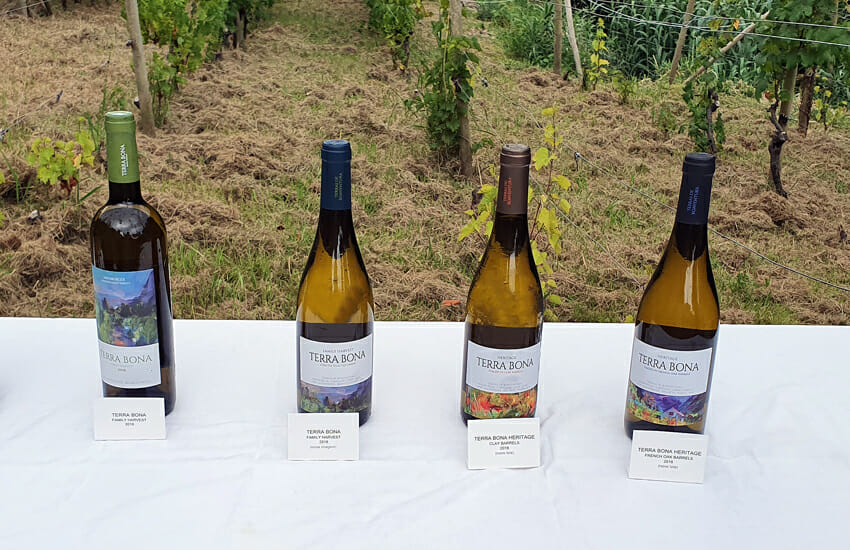Garrafas Terra Bona 2018
