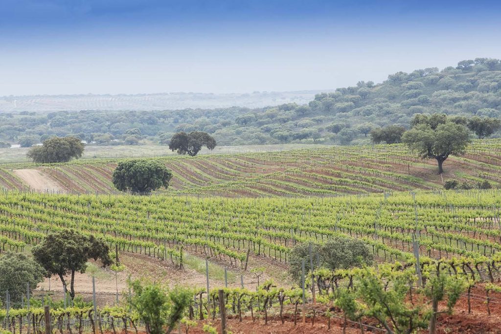 Vinhos Alentejo paisagem