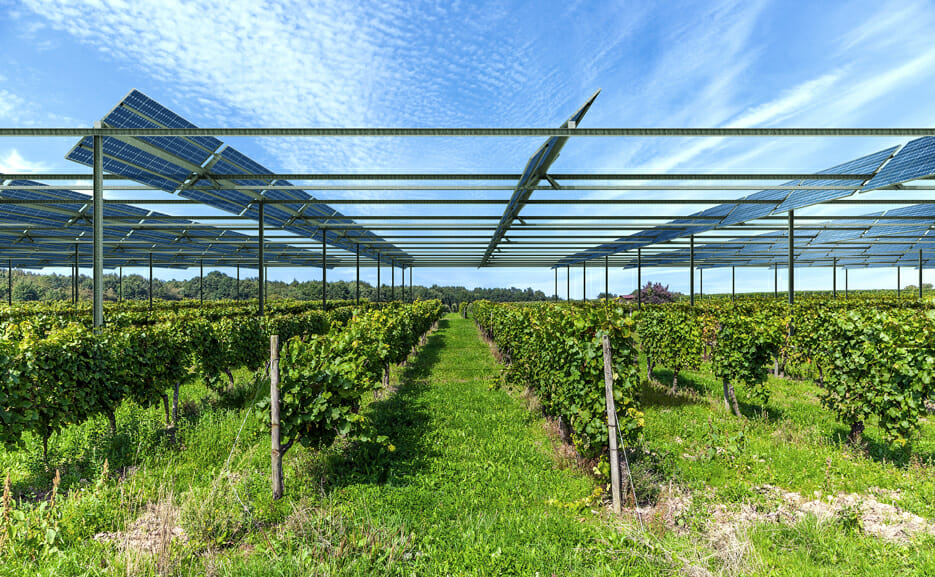 painéis fotovoltaicos em cima de vinha - França