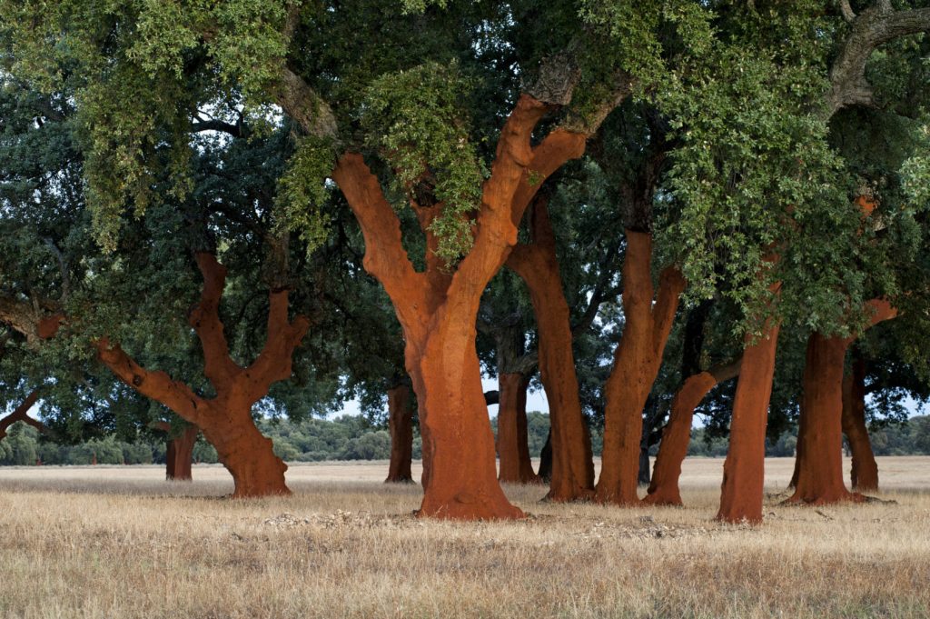 Sustainable Wine Roundtable