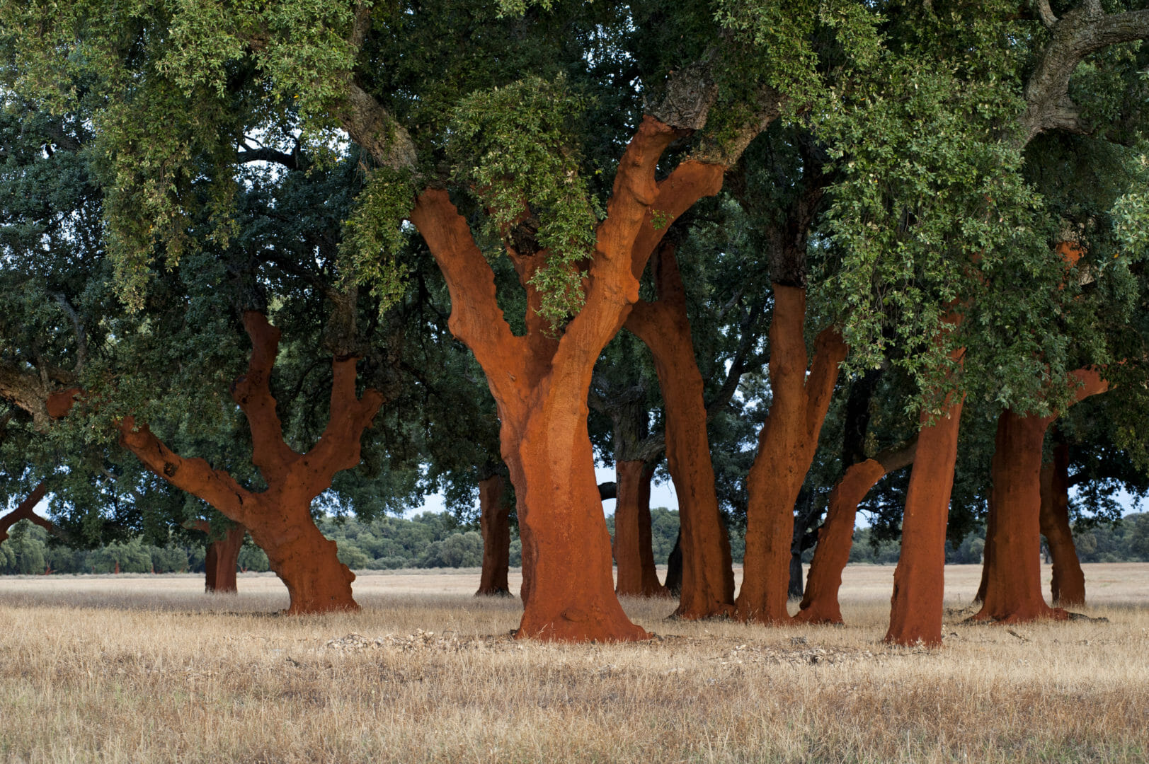 Sustainable Wine Roundtable