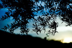 Azeite Herdade do Rocim