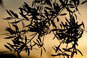 Azeite Herdade do Rocim