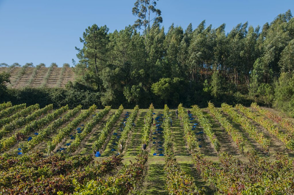 Terras & Terroir Ortigão