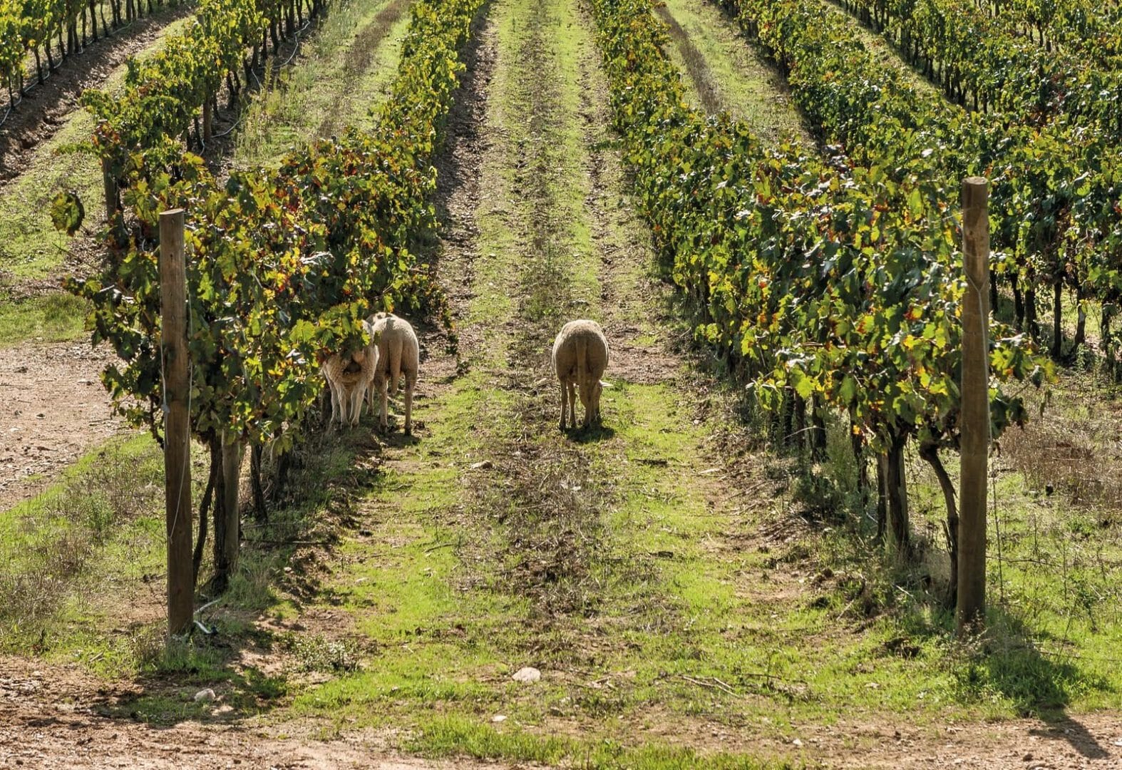 Alentejo IRGAwards
