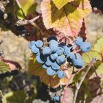 Quinta Vineadouro programa vindimas