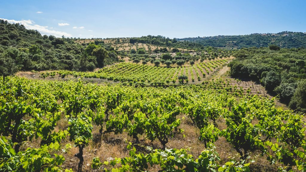 Quinta Vineadouro programa vindimas