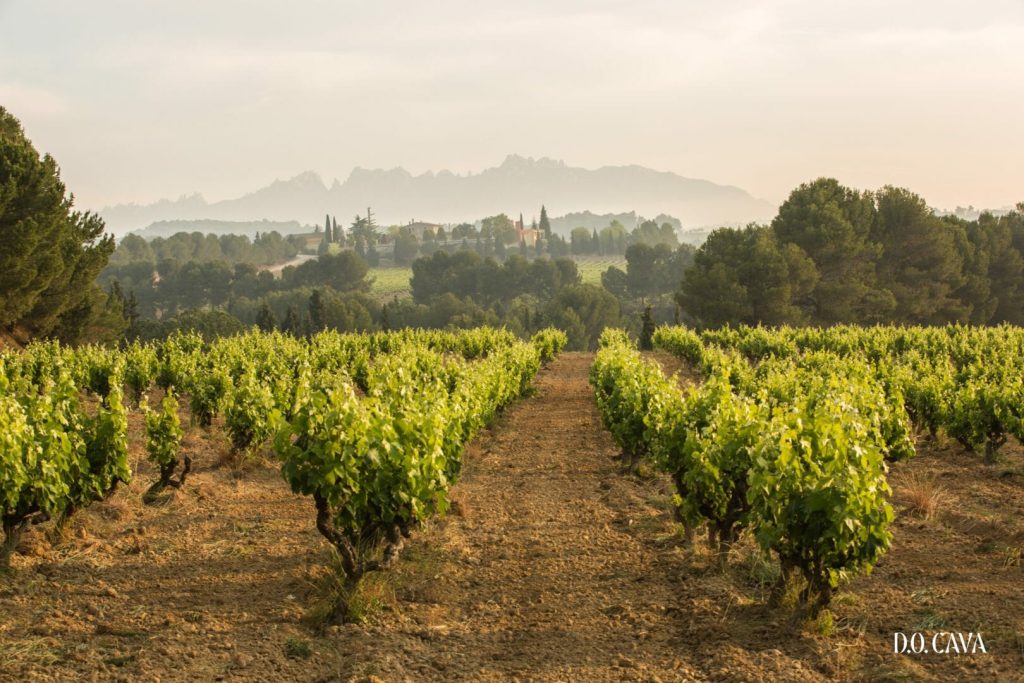 Cava biológica
