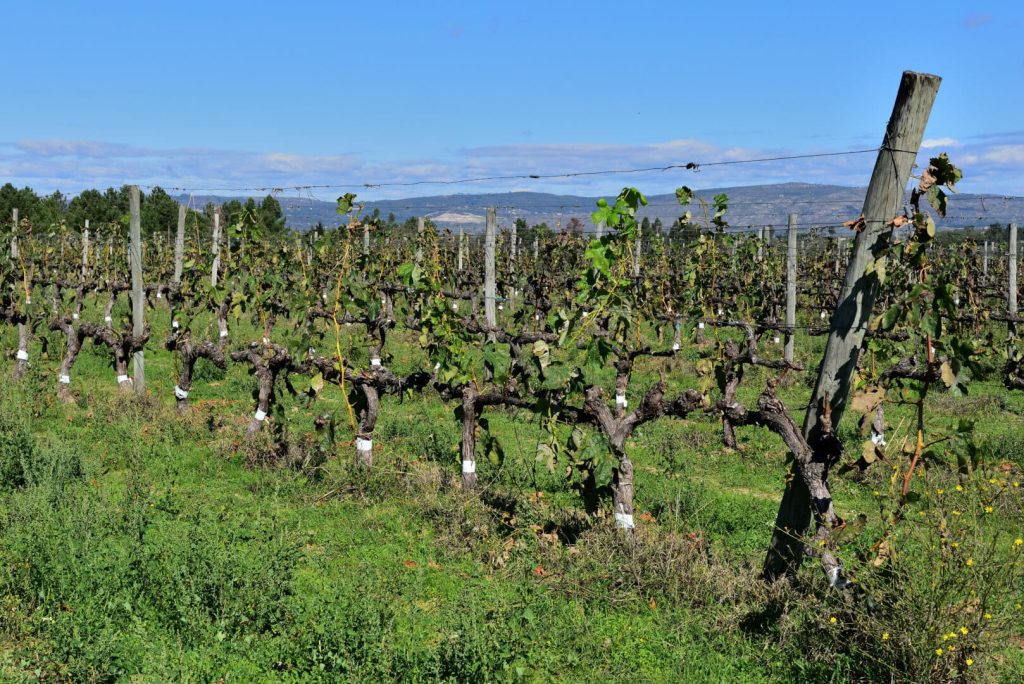 escolha mestre vinho
