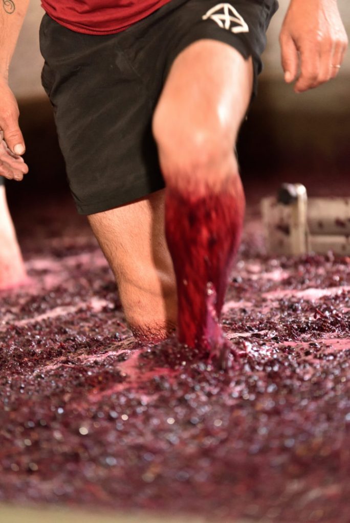 escolha mestre vinho