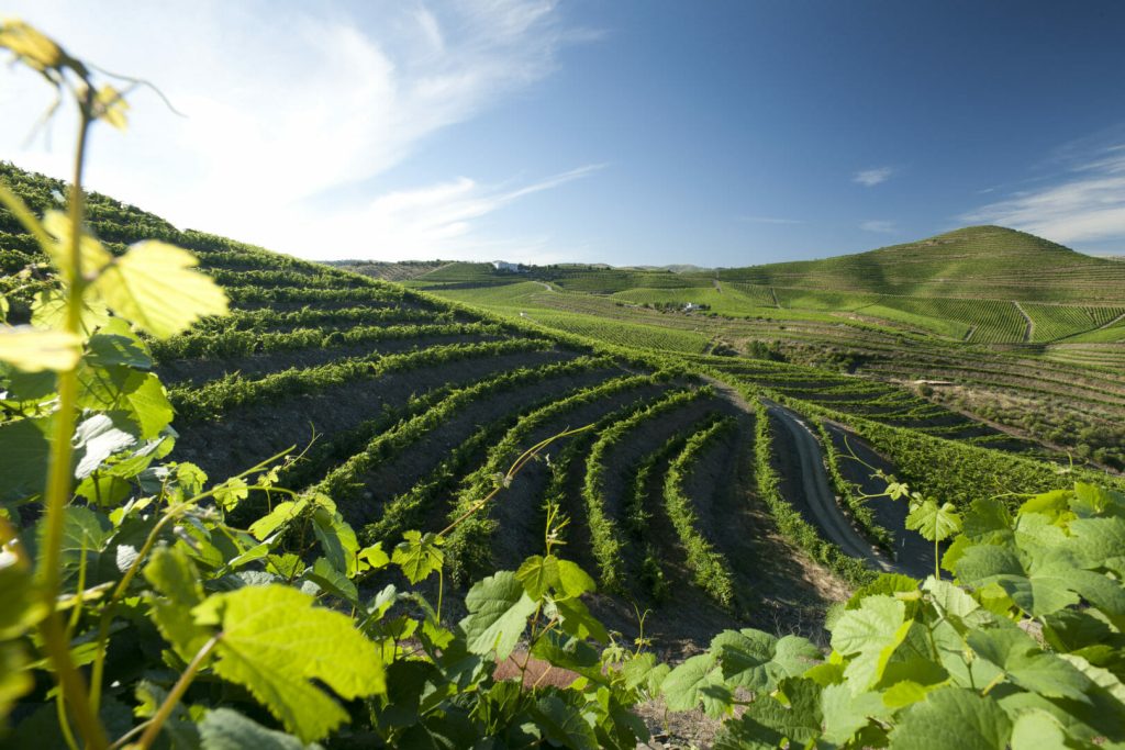 Sogrape plataforma previsões climáticas
