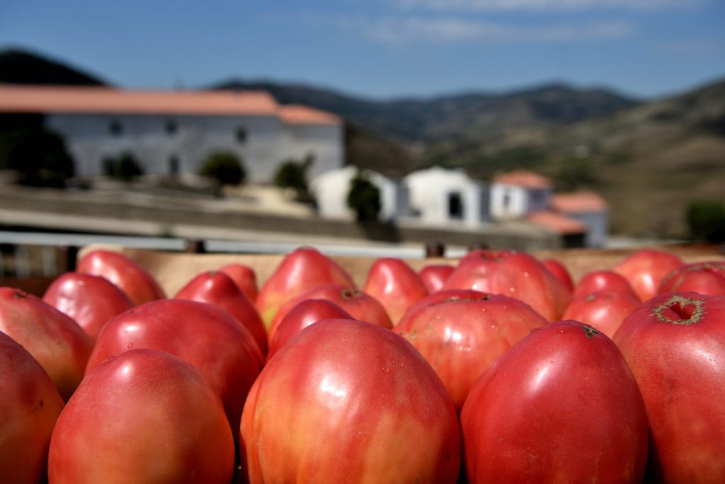 Tomate Coração Boi Douro