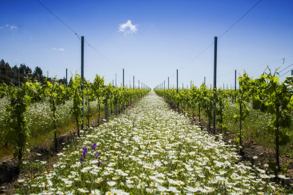 Simpósio Vitivinicultura Alentejo