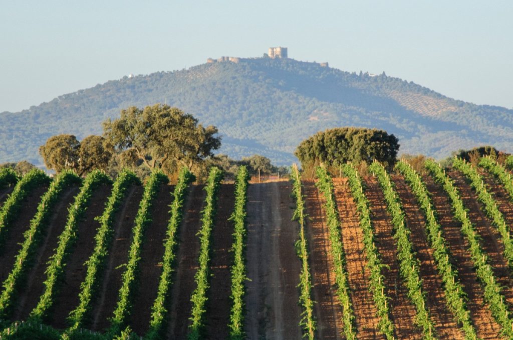 Alentejo vindima 2023