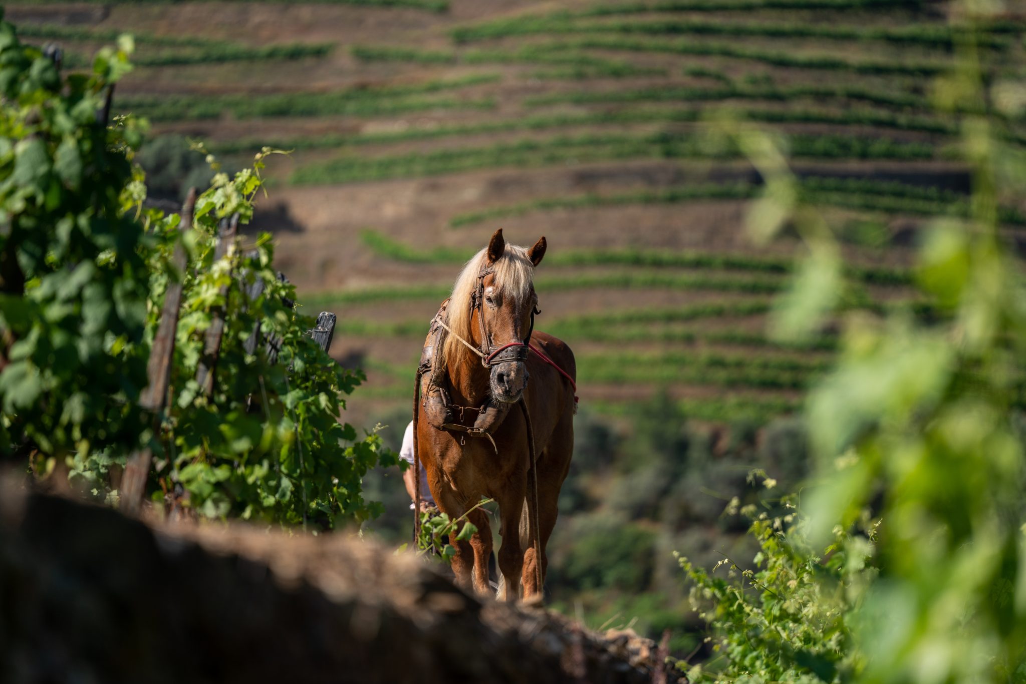 quinta da roeda