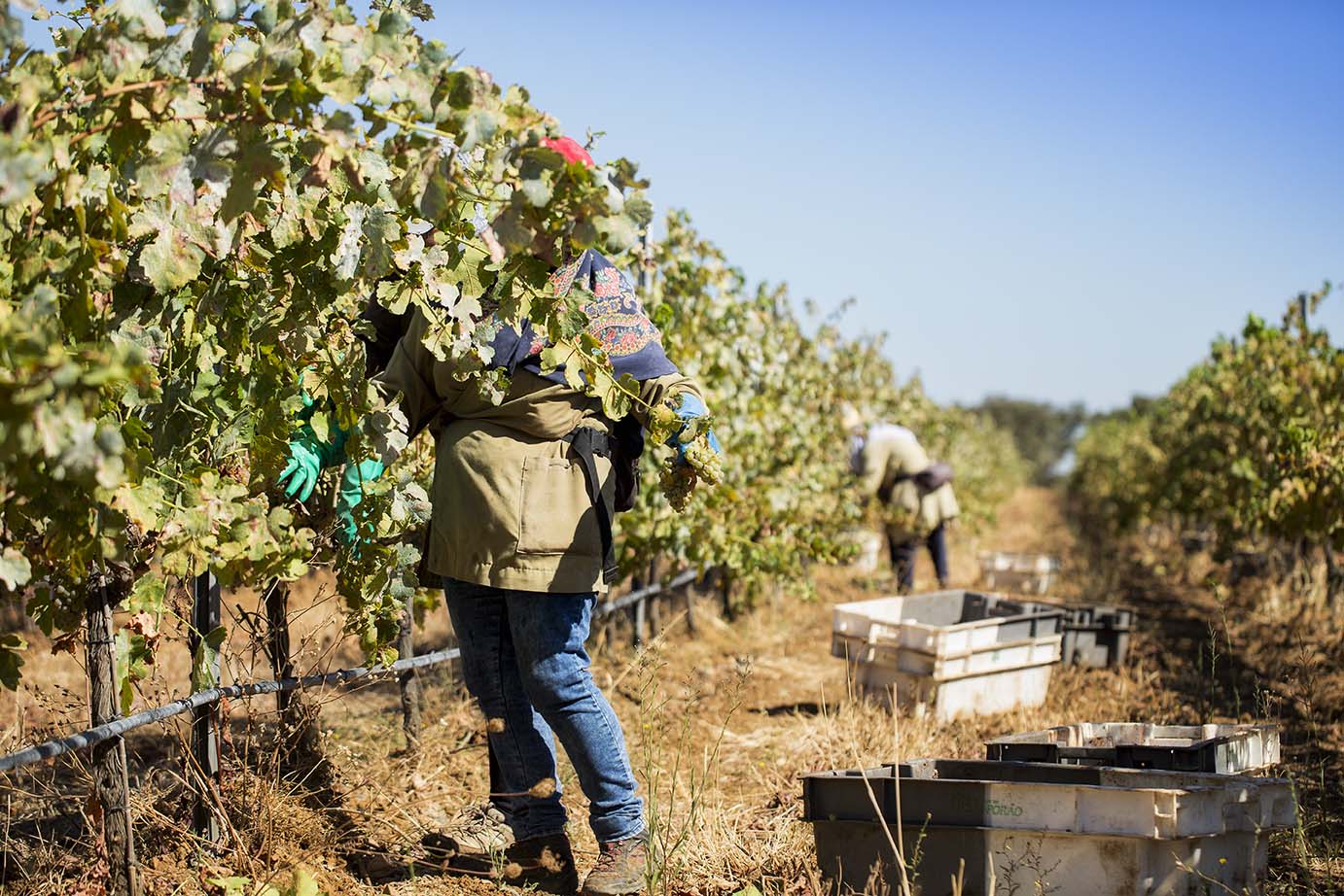Alentejo vindimas