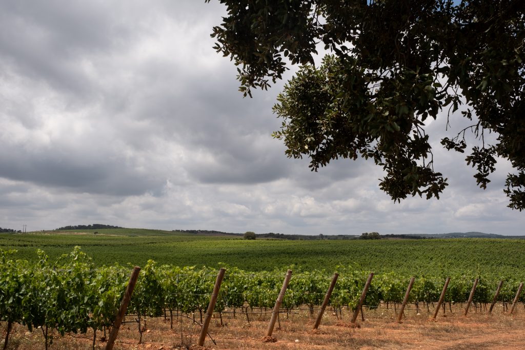 Herdade da Cardeira