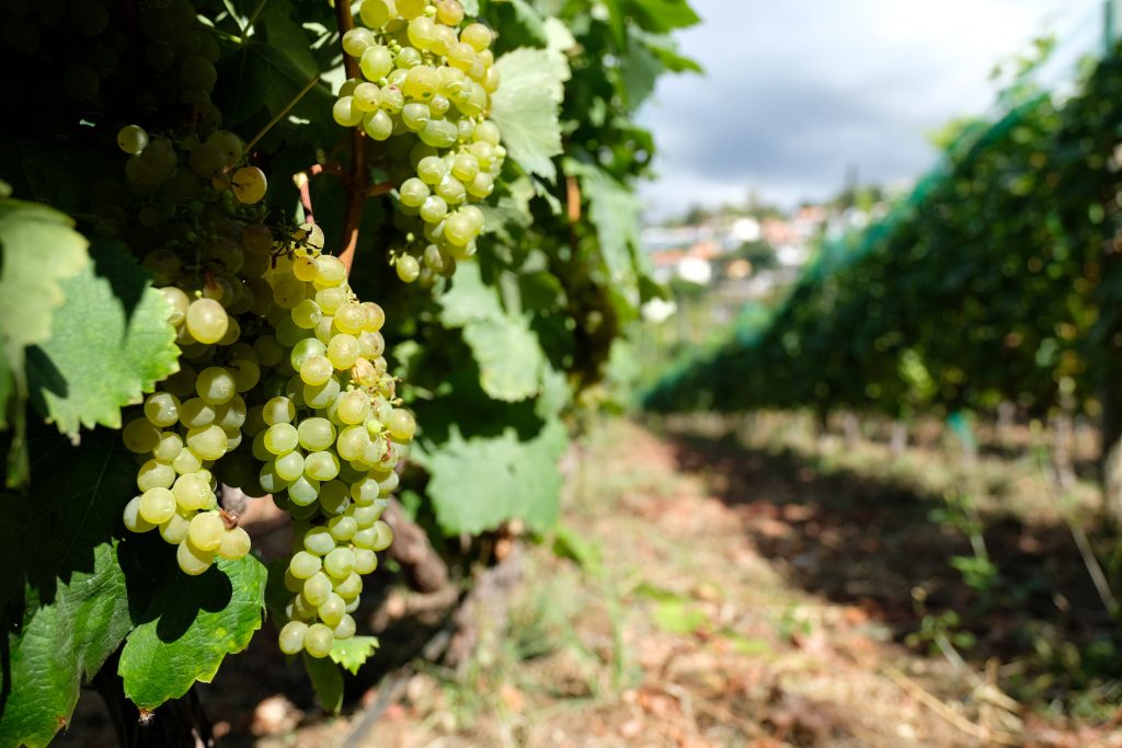 Madeira Wine Company