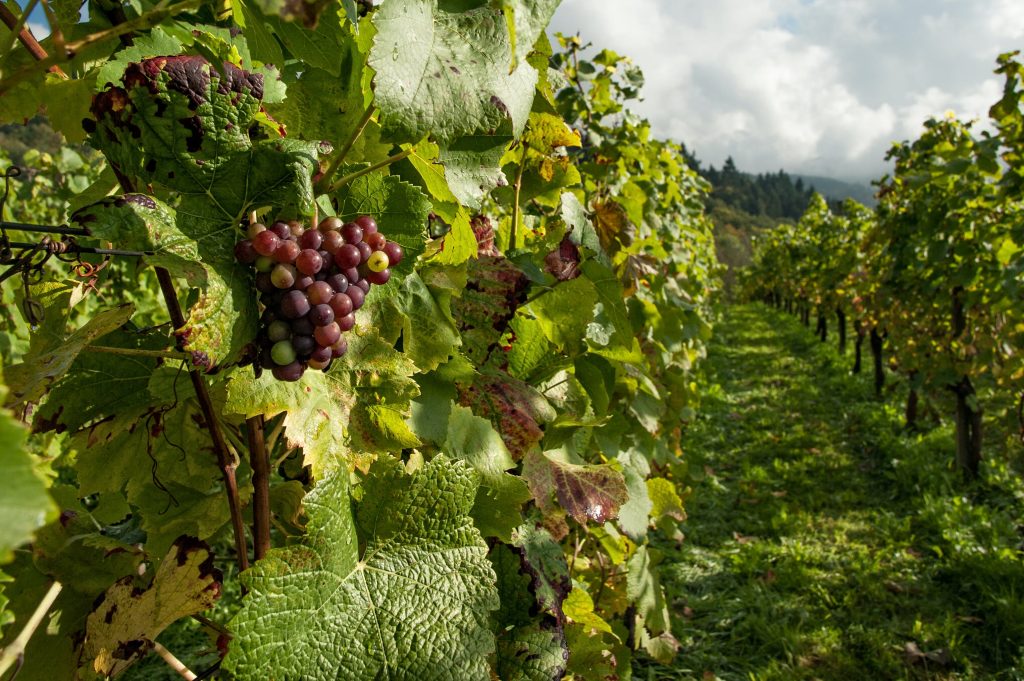 Produção mundial vinho