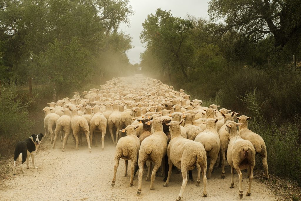 Coelheiros