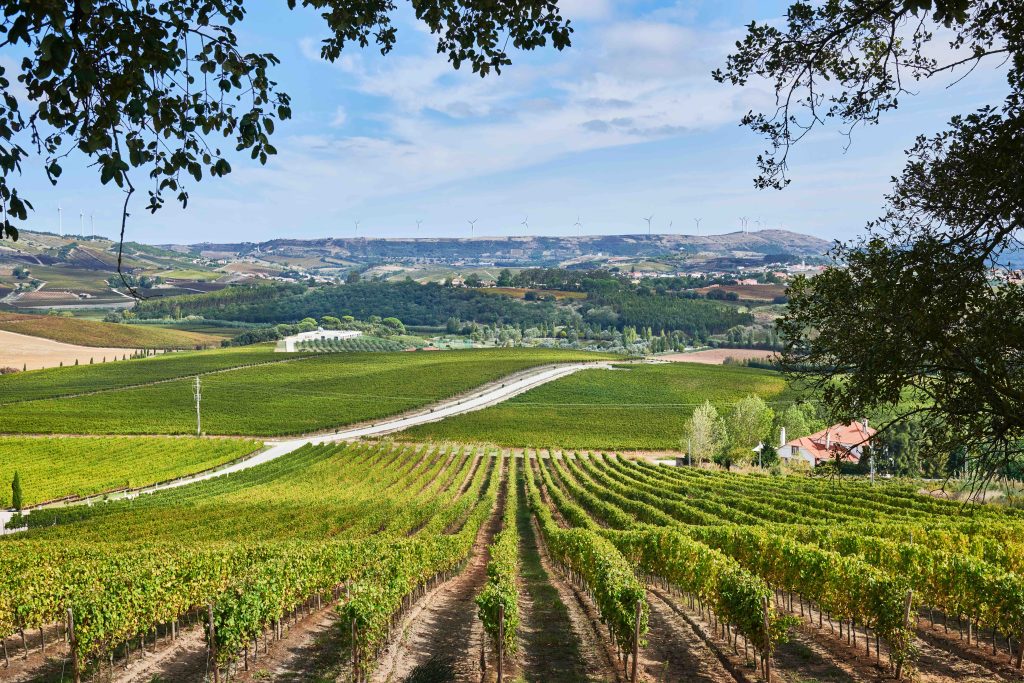 A Região dos Vinhos de Lisboa terminou o ano passado com um crescimento de 5% nas vendas, para um máximo histórico de 69 milhões garrafas.