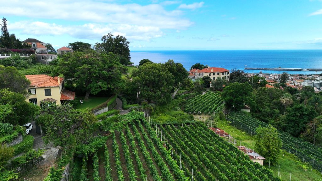 Enoturismo Madeira