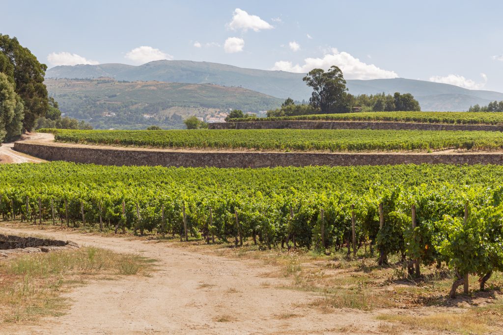 A Casa Américo Wines lançou recentemente, no mercado, o seu primeiro vinhos com a certificação resíduo zero pela ZERYA®, o Vinha dos Púcaros Touriga Nacional Resíduo Zero, após ter alcançado a primeira certificação ibérica Resíduo Zero, pela mesma entidade, para a vinha da Quinta do Paço na Serra da Estrela.