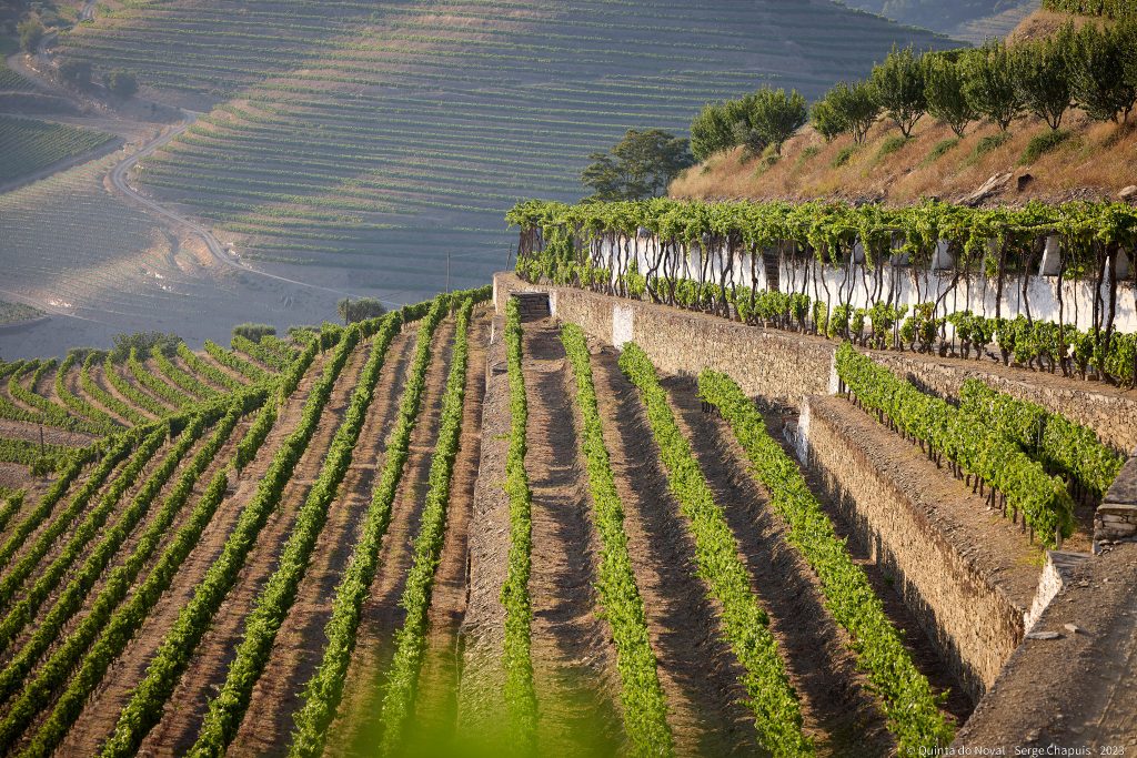 Quinta do Noval