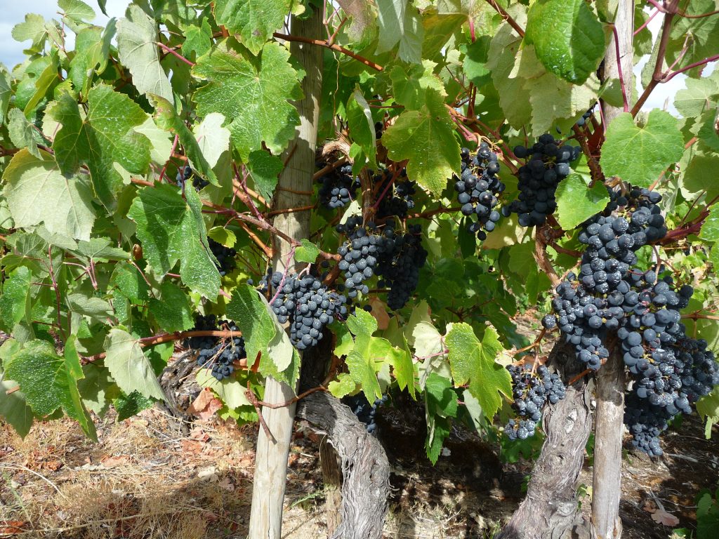 Bairrada