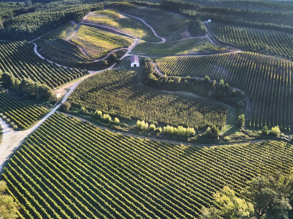 Romana Vini