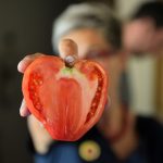 Tomate em festa no coração do Douro