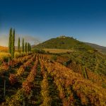 Real Companhia Velha