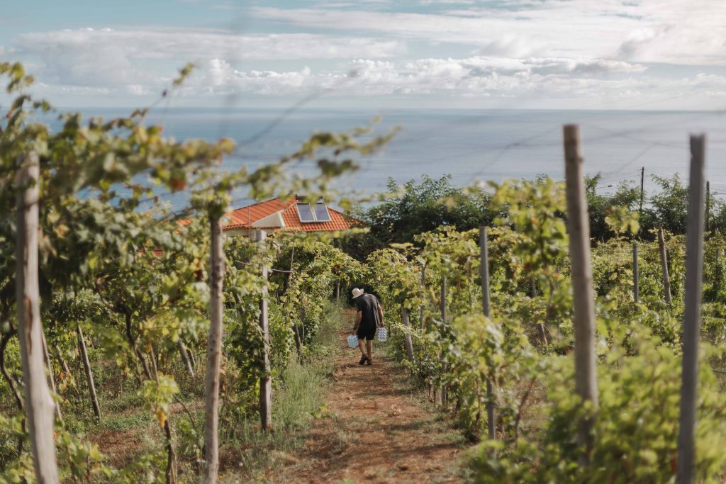 Francisco Albuquerque