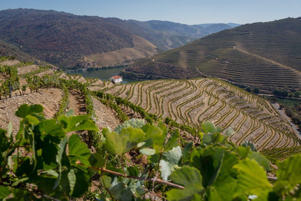 QUEVEDO WINES