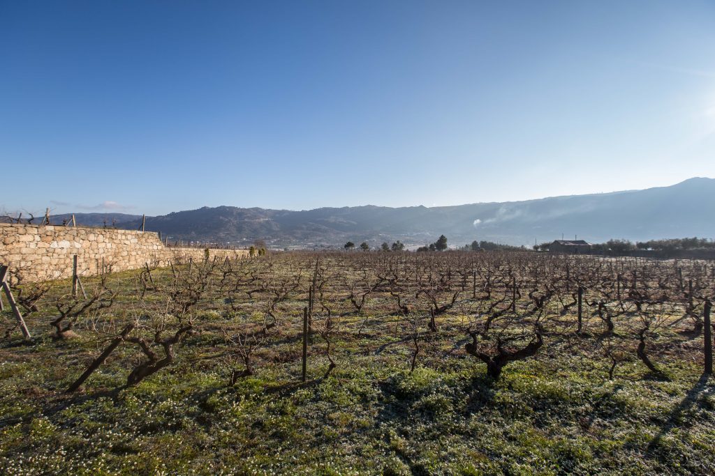 Ethos Wines
