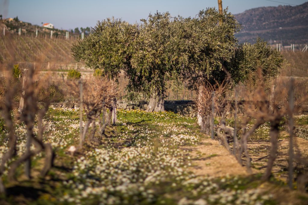 Ethos Wines
