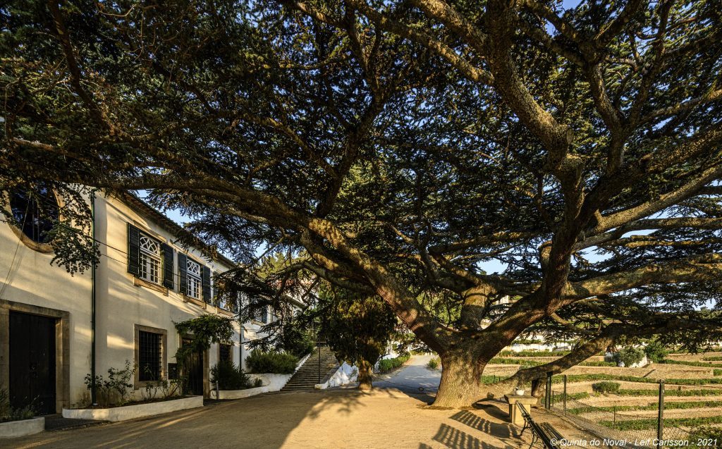 Quinta do Noval