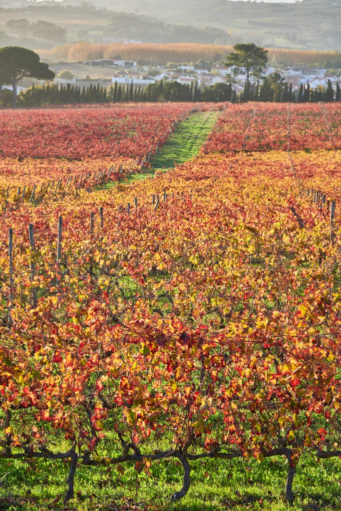 QUINTA DO PINTO