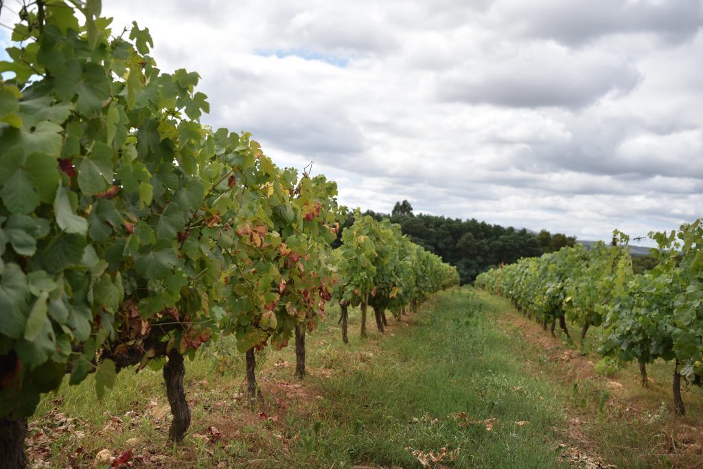 Alentejo e dão