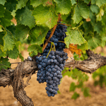 pinot noir