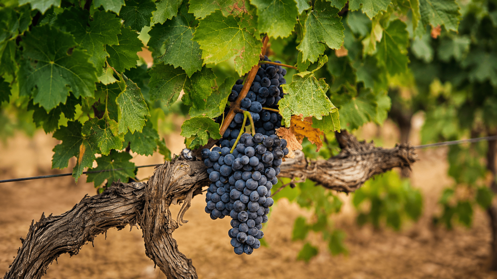 pinot noir