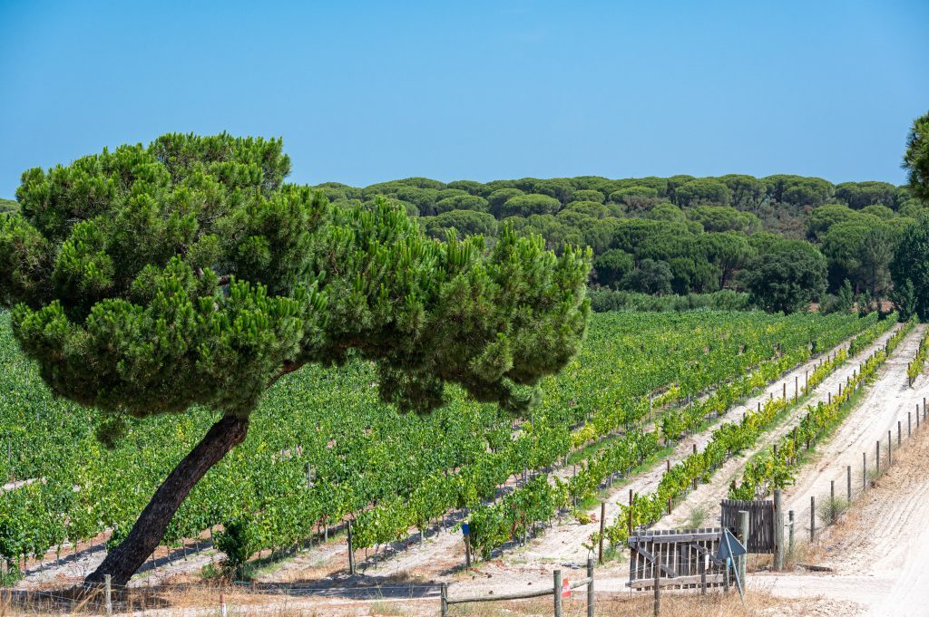Comporta
